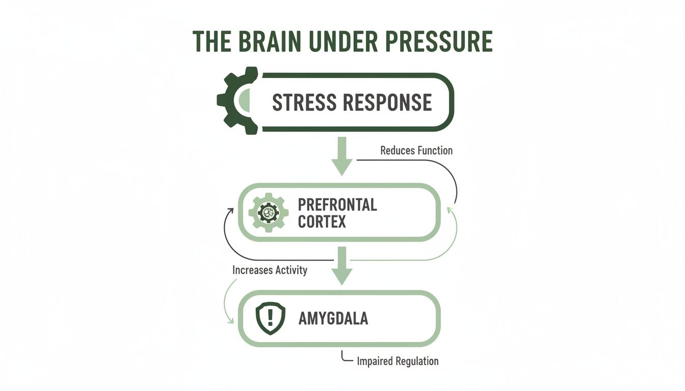 Diagram illustrates how stress response reduces prefrontal cortex function, increasing amygdala activity and impairing regulation. Diagram illustrates how stress response reduces prefrontal cortex function, increasing amygdala activity and impairing regulation.