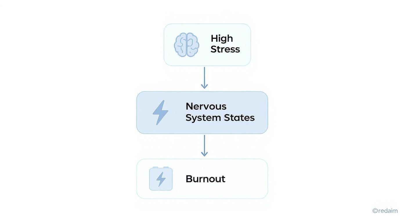 Infographic showing the hierarchy of burnout biology, starting with high stress, leading to nervous system dysregulation, and resulting in burnout.