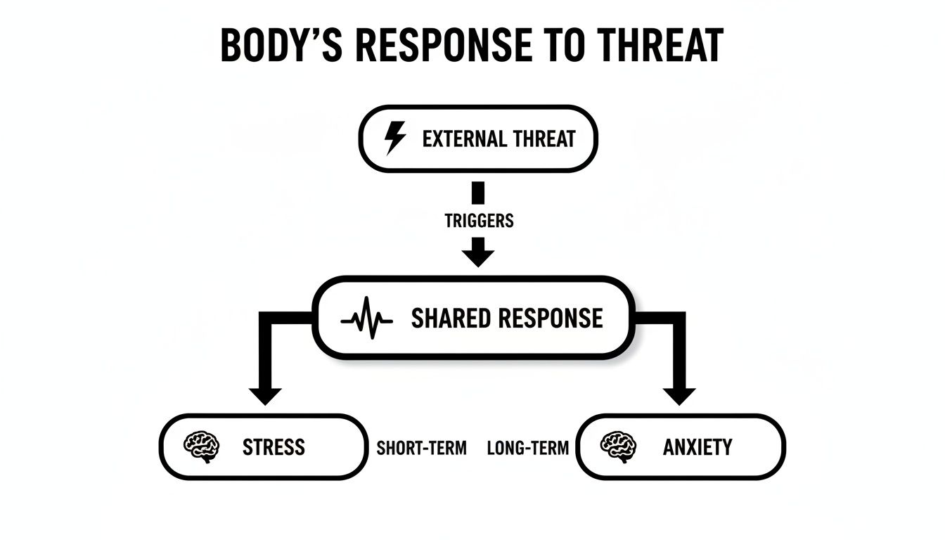 Flowchart illustrating the body's response to threat, showing how external triggers lead to shared responses, resulting in stress and anxiety.