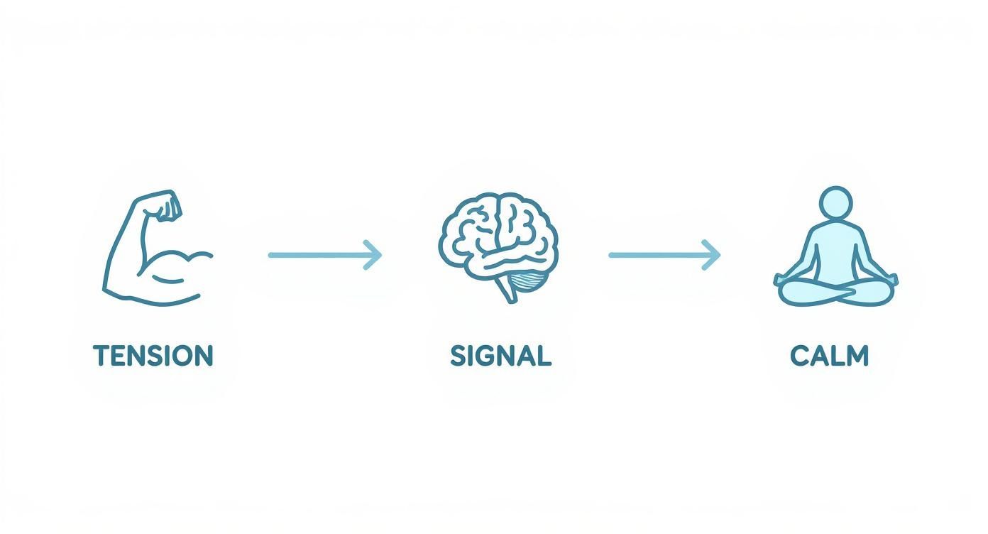 Infographic showing the progressive muscle relaxation process from tensing a muscle to signaling the brain to promoting calm.