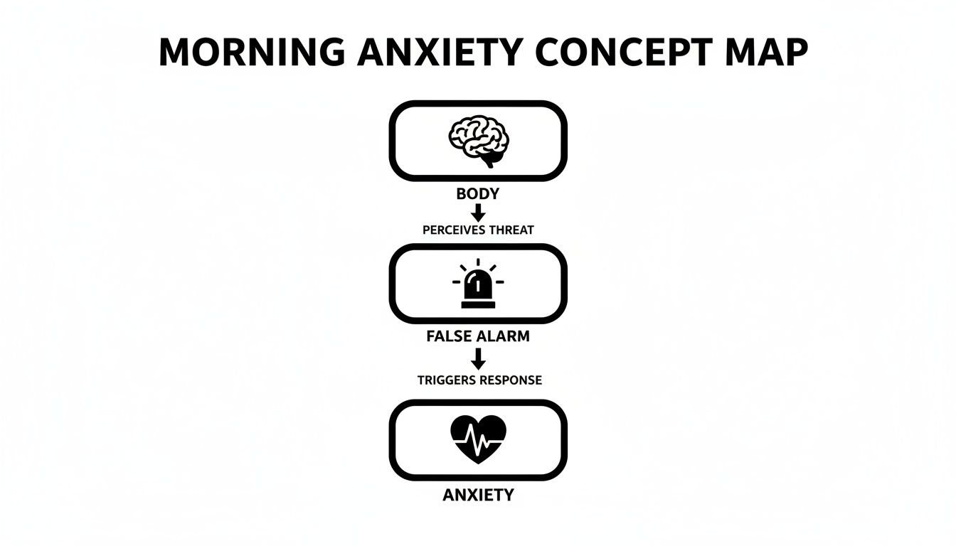 A concept map showing the process of morning anxiety: Body perceives threat, leading to a false alarm, which triggers a response causing anxiety.