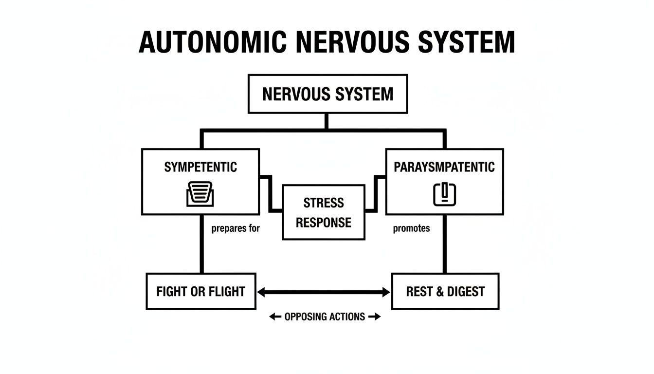 Autonomic Nervous System diagram showing sympathetic and parasympathetic divisions, stress, fight or flight, and rest.