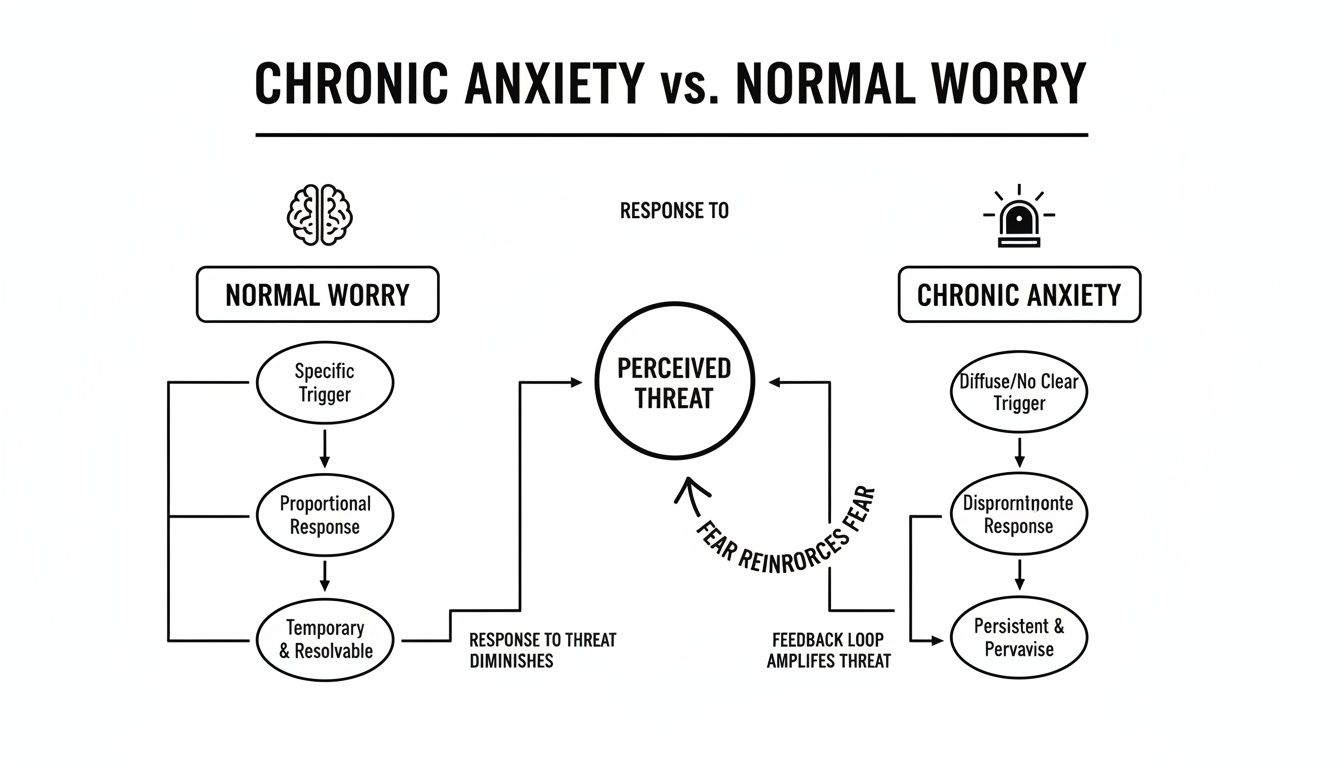 Flowchart comparing normal worry and chronic anxiety, detailing their triggers, responses, and perceived threat mechanisms.