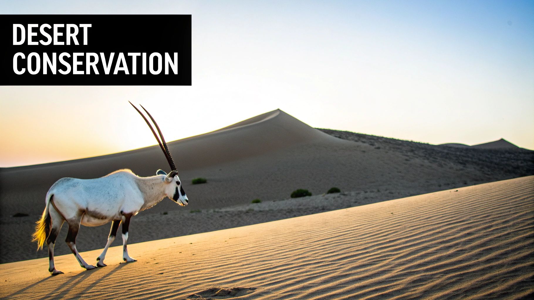 Al Marmoom Desert Conservation Reserve