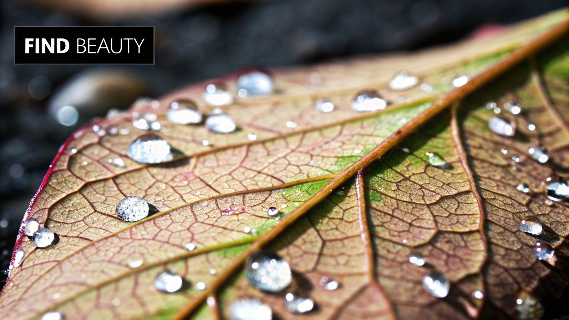 Everything has beauty, but not everyone sees it - Confucius