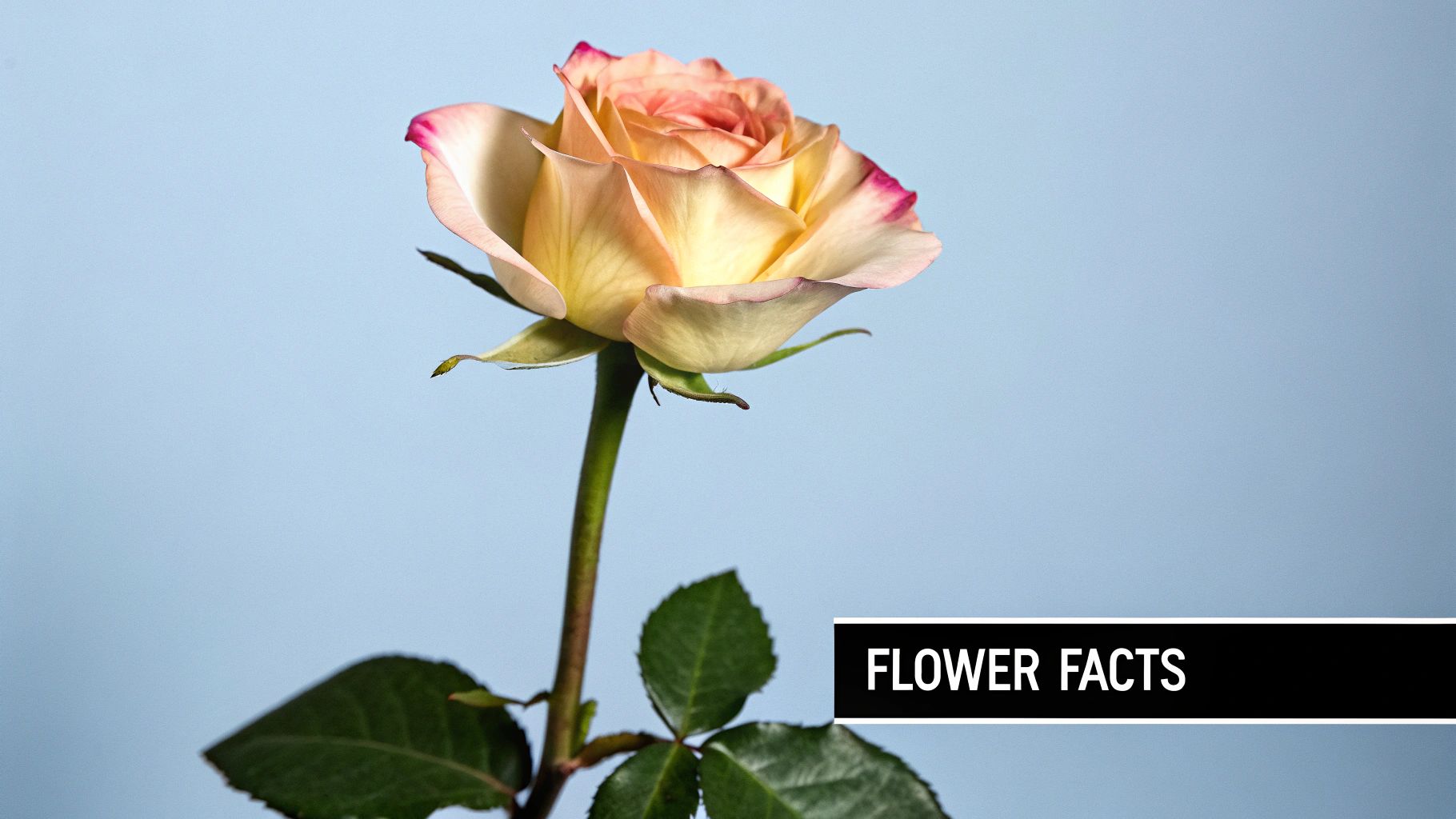 Botanical Education Captions