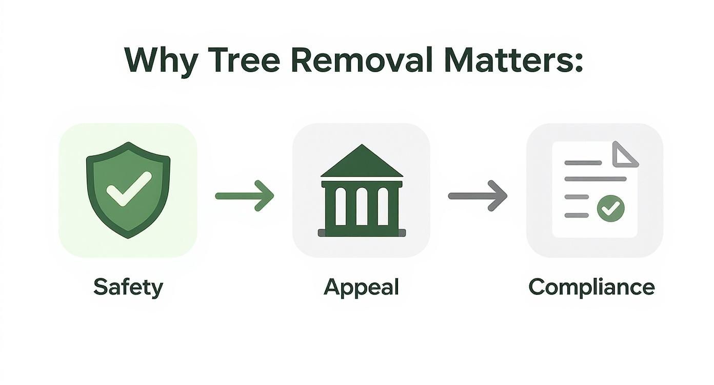 Infographic about tree trash removal