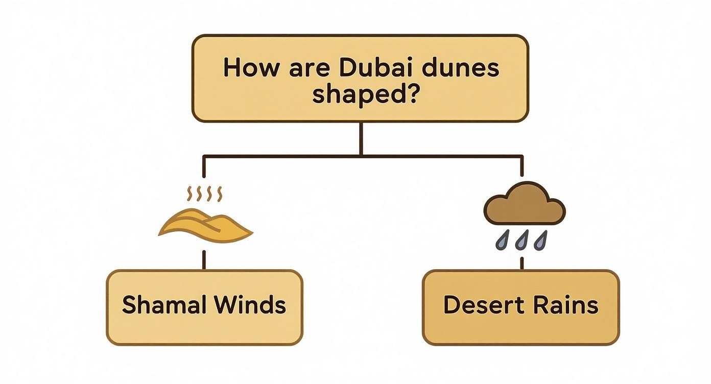 Educational diagram showing how Dubai dunes are shaped by shamal winds and desert rains