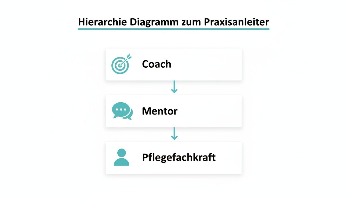 Ein Hierarchie-Diagramm zum Praxisanleiter, das die Rollen Coach, Mentor und Pflegefachkraft darstellt.