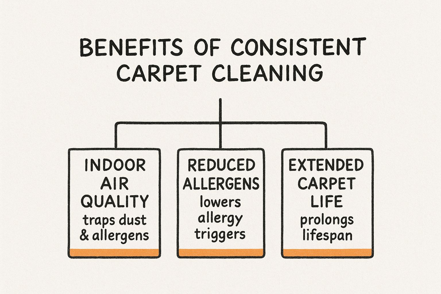 Infographic about how often should you clean your carpet