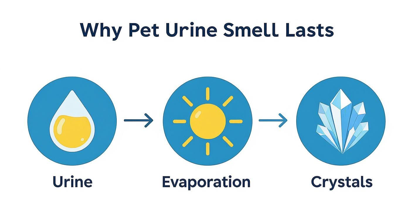 Infographic about how to eliminate pet urine smell from carpet