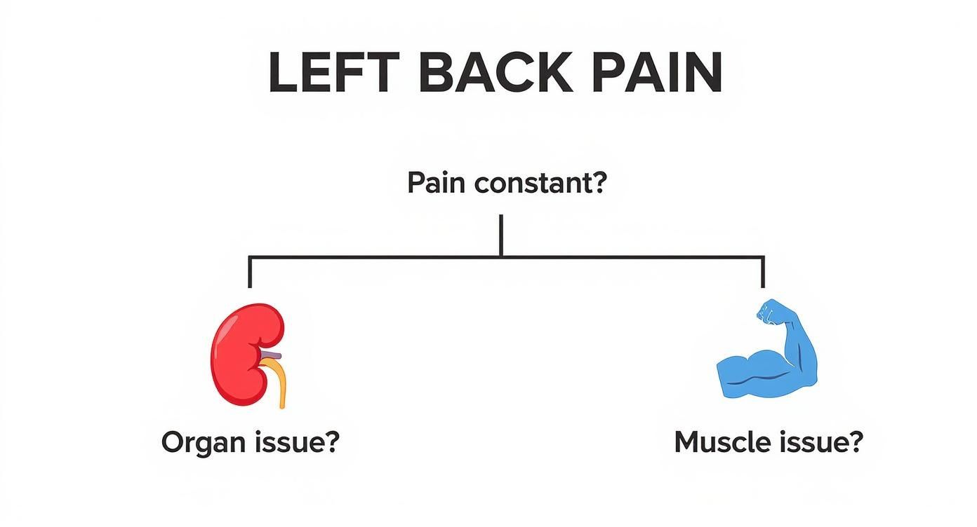 Flowchart illustrating left back pain causes: constant pain suggests organ issue (kidney), intermittent pain suggests muscle issue (bicep).