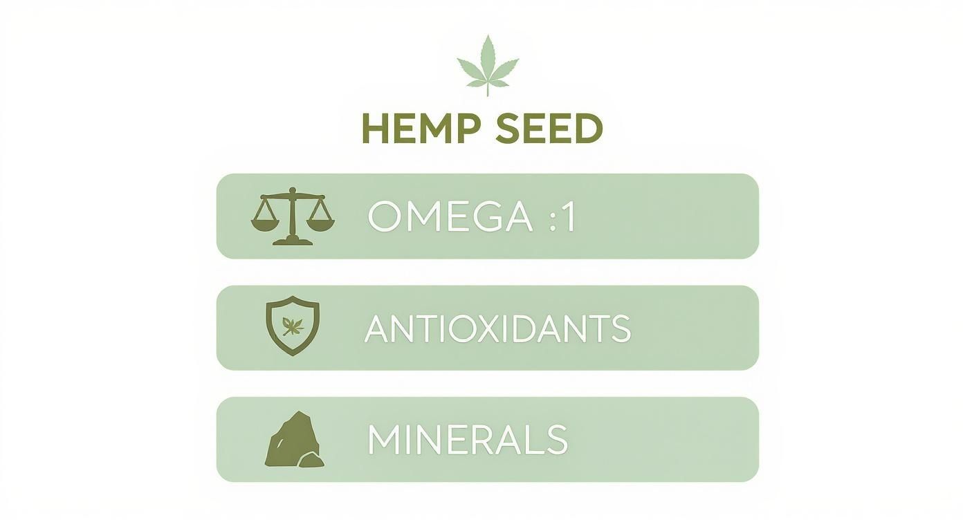 Hemp seed nutritional benefits infographic showing omega-1 fatty acids, antioxidants, and minerals content
