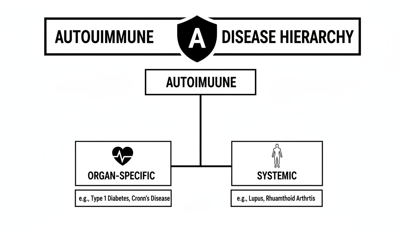 A diagram illustrating the autoimmune disease hierarchy, categorizing them into organ-specific and systemic types with examples.