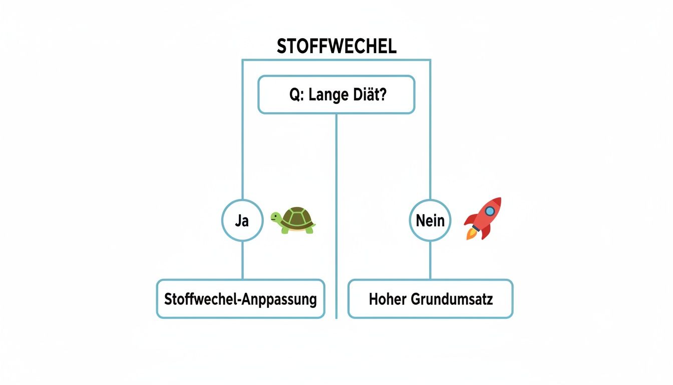 Flussdiagramm zum Stoffwechsel: Lange Diät führt zu Stoffwechsel-Anpassung (Schildkröte), keine lange Diät zu hohem Grundumsatz (Rakete).
