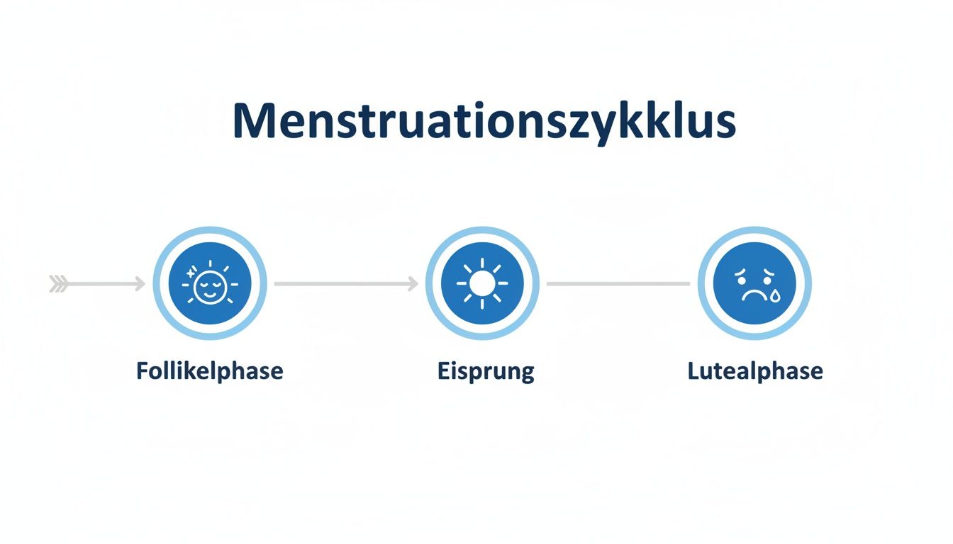 Infografik zum Menstruationszyklus mit drei Phasen: Follikelphase (glückliche Sonne), Eisprung (Sonne) und Lutealphase (trauriges Gesicht).