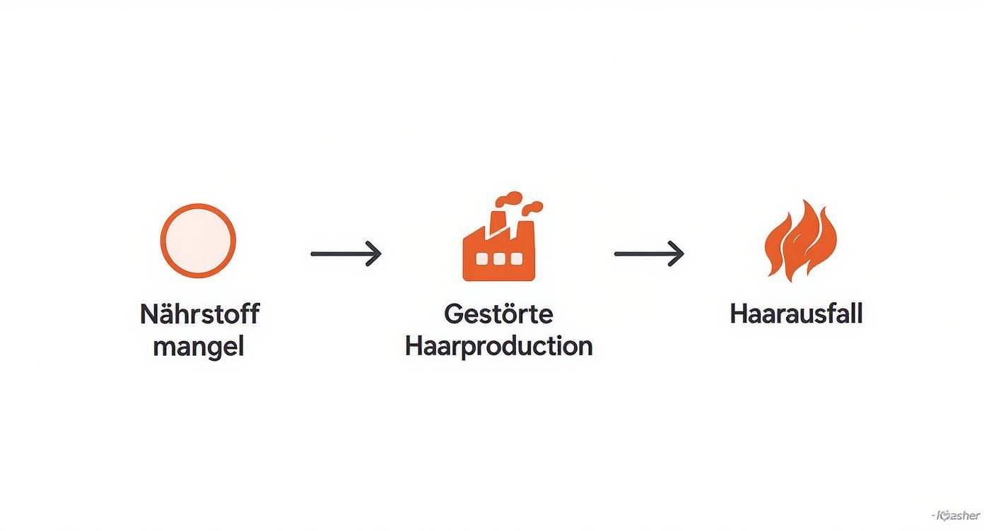 Infographic about nährstoffmangel haarausfall
