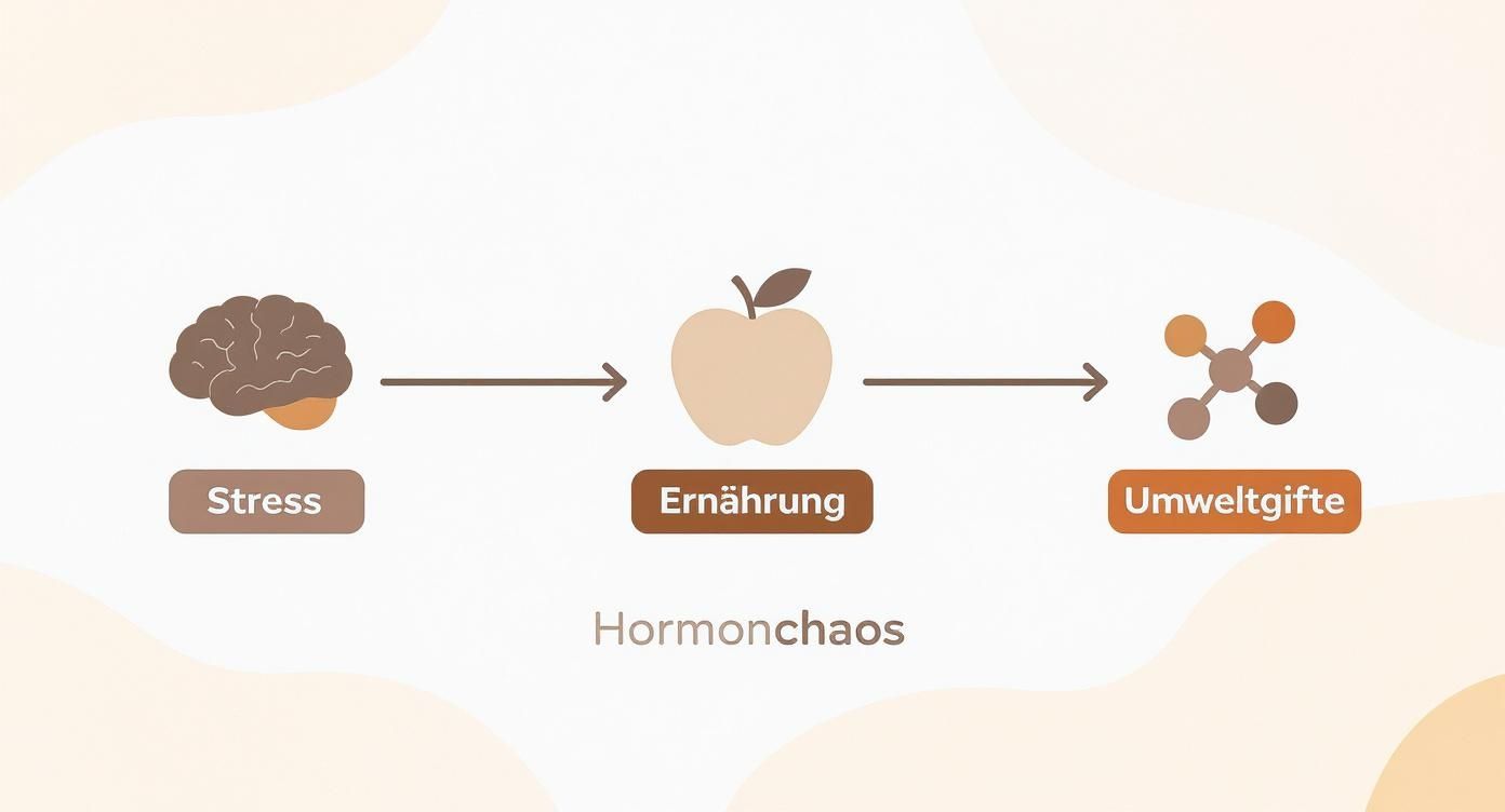 Infografik zeigt, wie Stress, Ernährung und Umweltgifte zu Hormonchaos führen.