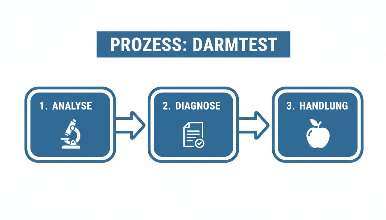 Flussdiagramm des Darmtest-Prozesses mit drei Schritten: Analyse, Diagnose und Handlung, jeweils mit Icons.