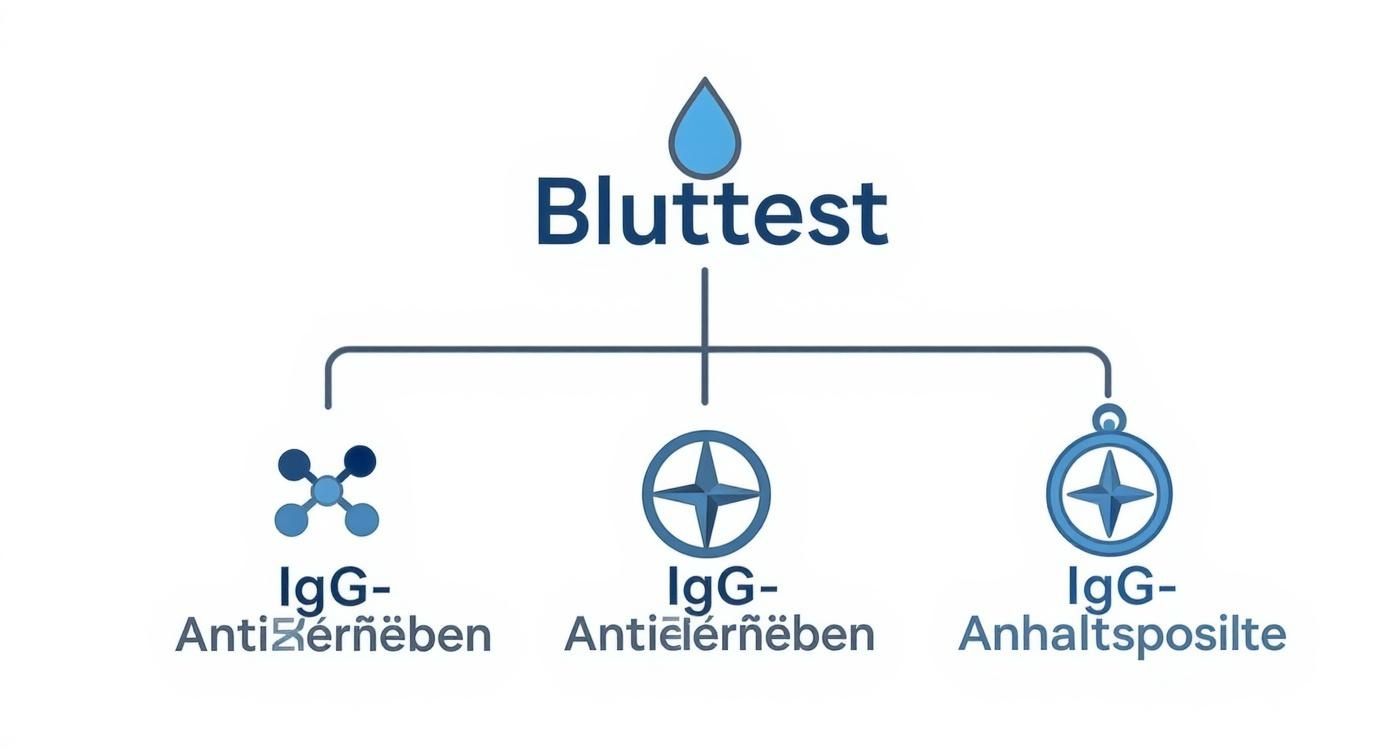 Flussdiagramm eines Bluttests, der drei verschiedene IgG-Antikörper-Kategorien darstellt.