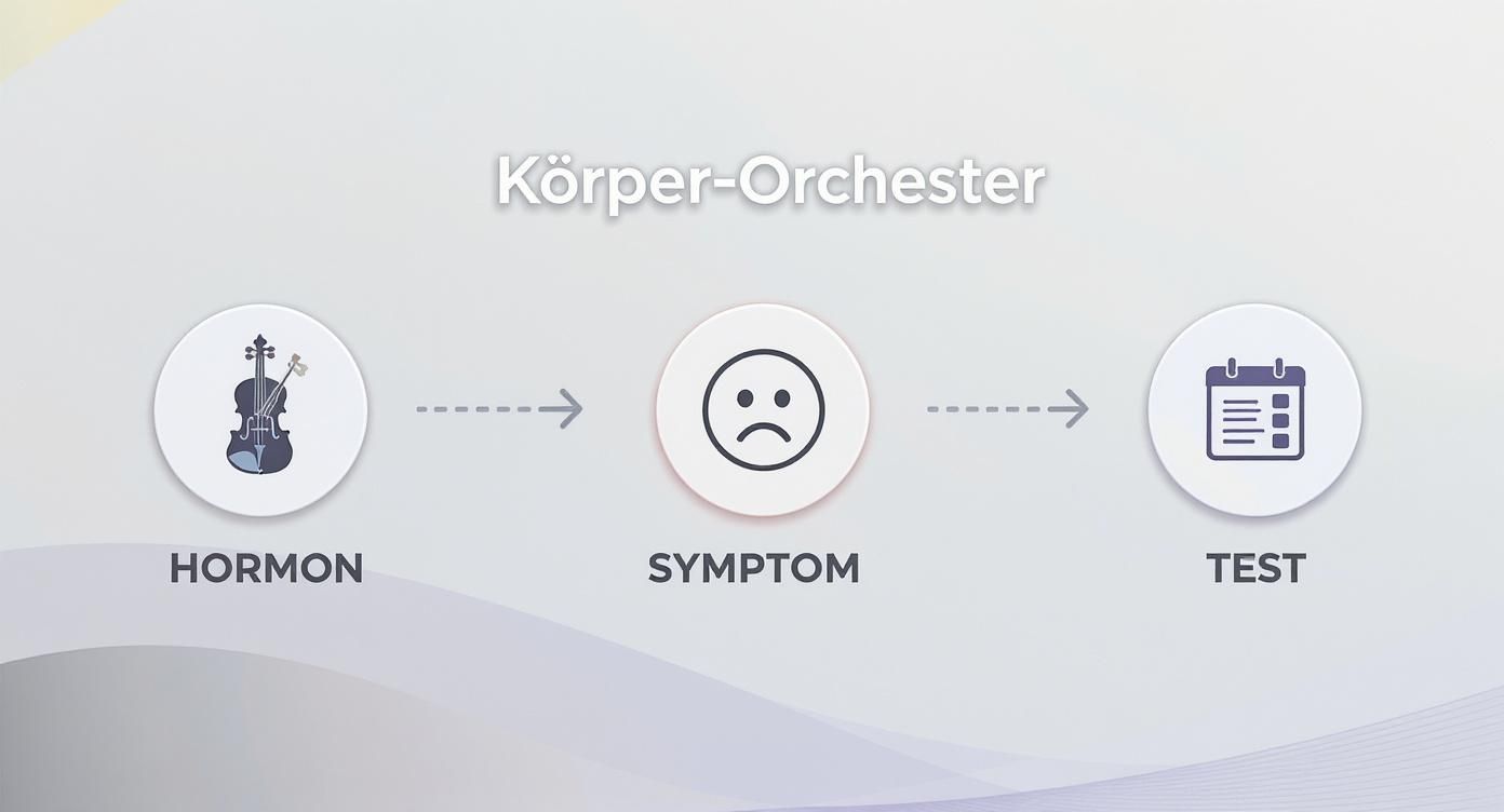 Diagramm 'Körper-Orchester' zeigt den Zusammenhang von Hormonen, Symptomen und Tests für die Diagnose.