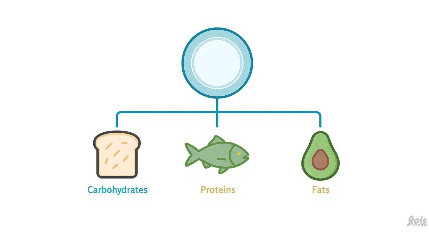 Infografik über Makronährstoffe für eine Diabetes Ernährung, die einen Teller mit den drei Zweigen Kohlenhydrate, Proteine und Fette darstellt.
