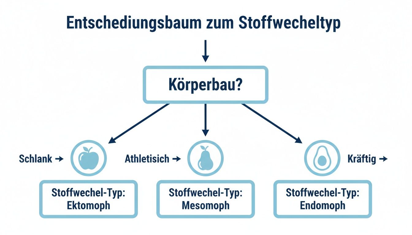 Entscheidungsbaum zur Bestimmung des Stoffwechseltyps basierend auf Körperbau: Schlank (Ektomorph), Athletisch (Mesomorph), Kräftig (Endomorph).