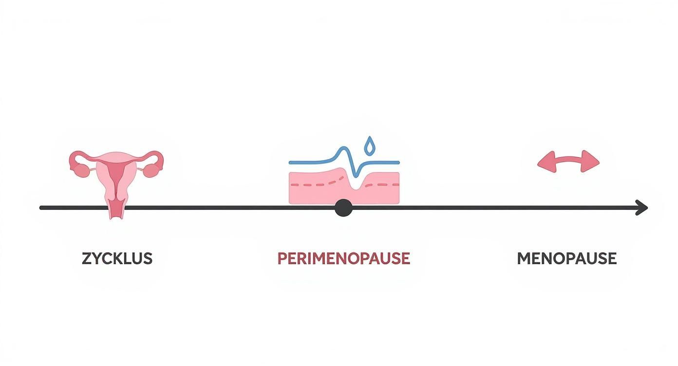 Zeitleiste weiblicher Phasen: Zyklus (Gebärmutter), Perimenopause (Hormonschwankungen, Trockenheit) und Menopause (Übergang).