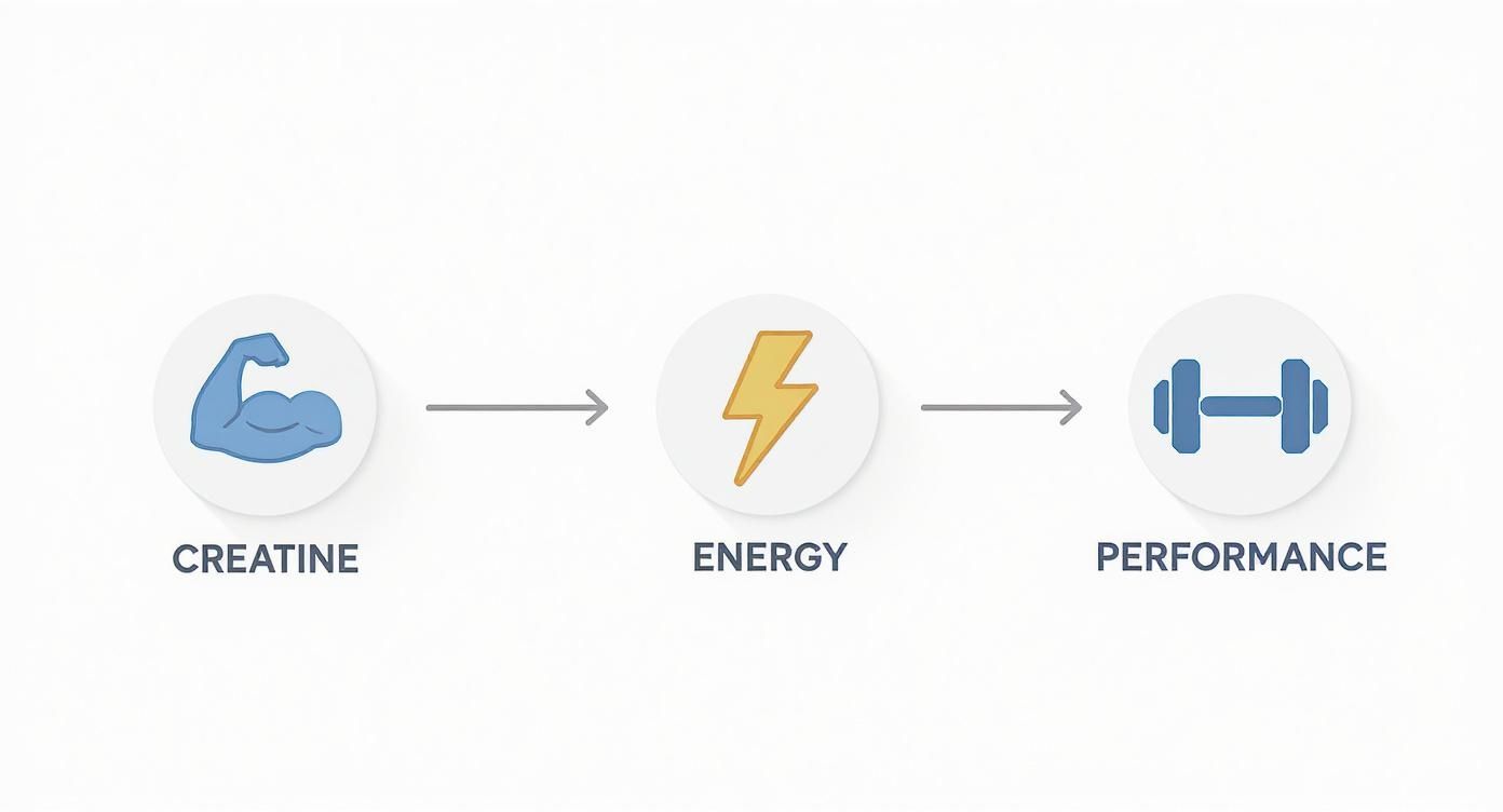 Infographic about kreatin beim muskelaufbau