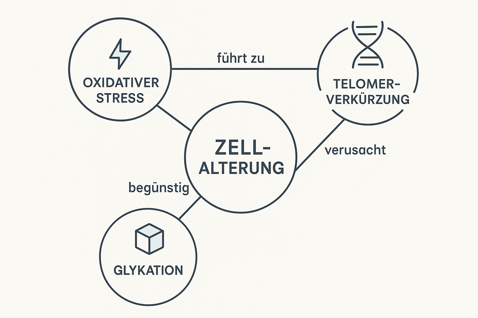 Infografik, die die drei Hauptursachen der Zellalterung zeigt: Oxidativer Stress, Telomerverkürzung und Glykation.