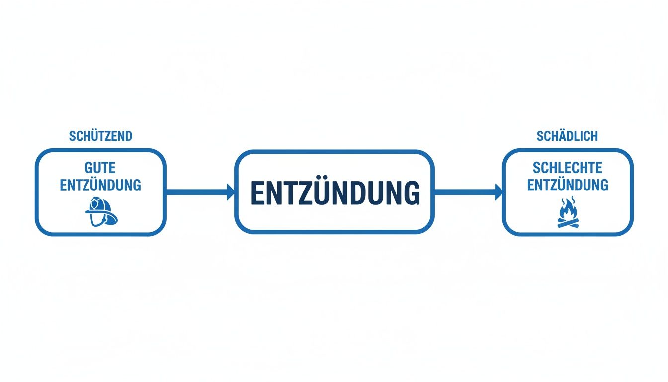 Infografik über Entzündungen: von der schützenden Rolle einer guten Entzündung zur schädlichen schlechten Entzündung.