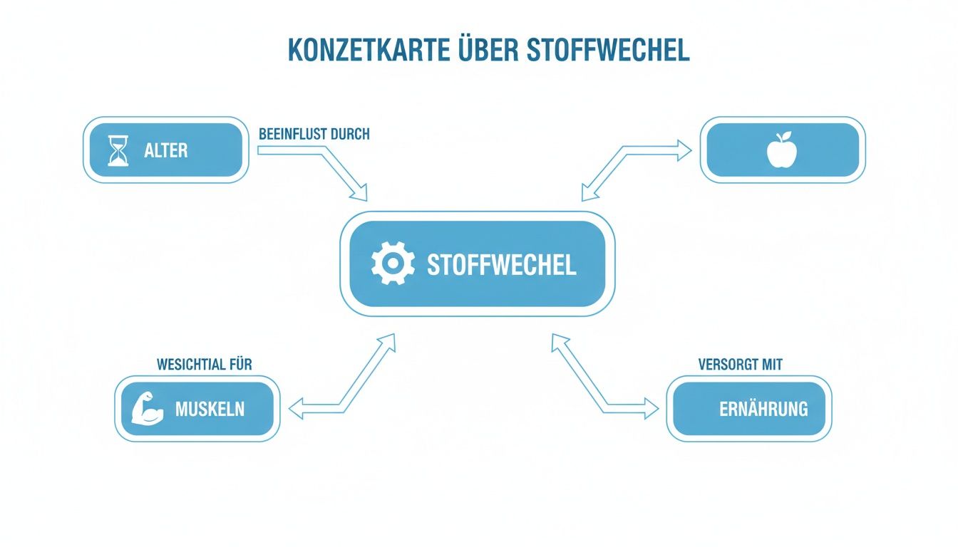 Konzeptkarte zum Stoffwechsel, die zeigt, wie Alter und Ernährung ihn beeinflussen und seine Bedeutung für Muskeln.