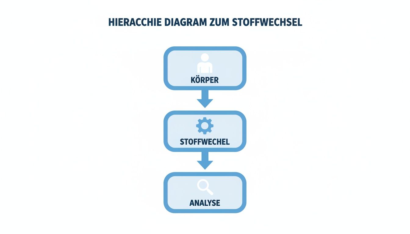 Hierarchie-Diagramm zum Stoffwechsel, das den Fluss von Körper zu Stoffwechsel und Analyse darstellt.