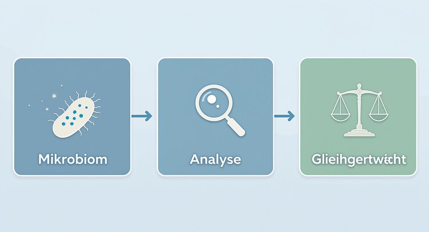 Flussdiagramm zeigt den Prozess von Mikrobiom über Analyse bis hin zum Gleichgewicht.