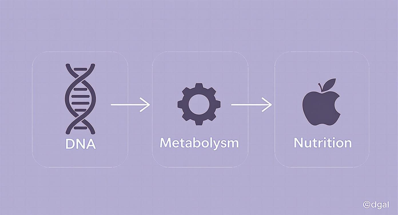 Infografik zeigt die Verbindung von DNA, Stoffwechsel und Ernährung in einem Prozessfluss.