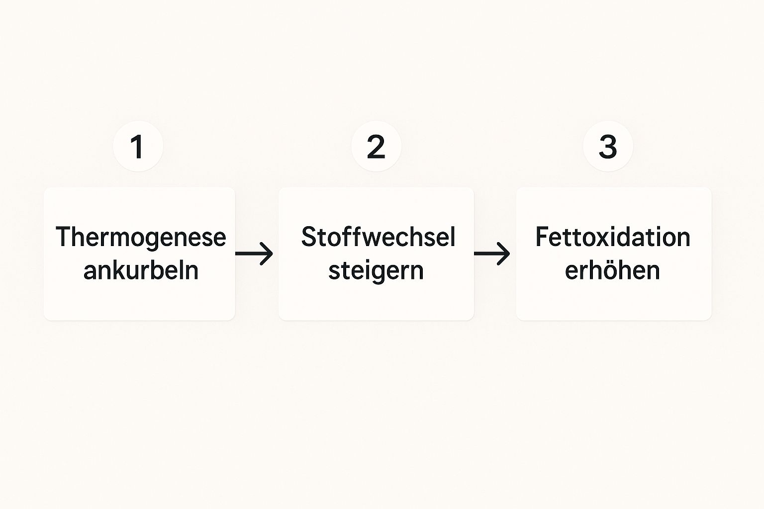Infografik, die den dreistufigen Prozess der Fettverbrennung darstellt: Thermogenese ankurbeln, Stoffwechsel steigern und Fettoxidation erhöhen.
