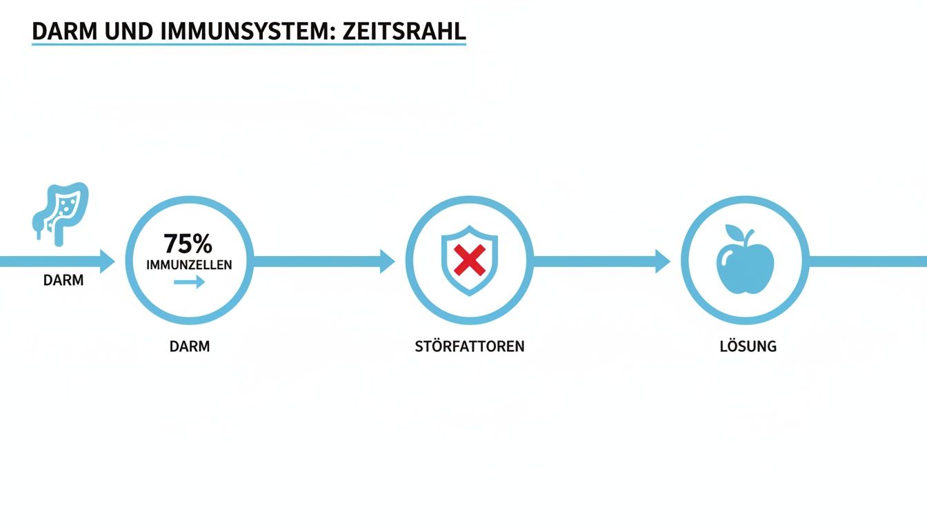 Zeitstrahl: Der Darm mit 75% Immunzellen, Einfluss von Störfaktoren und die Apfel-Lösung für ein starkes Immunsystem.
