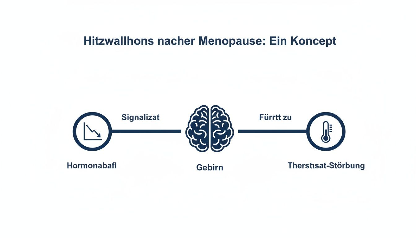 Konzeptdiagramm zu Hitzewallungen nach Menopause: Hormonabfall signalisiert Gehirn, führt zu Thermostat-Störung.
