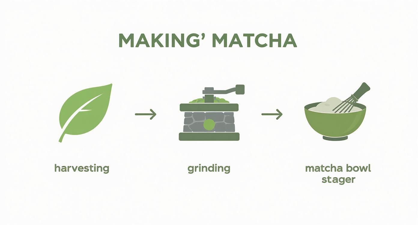Infographic about was ist matcha tee