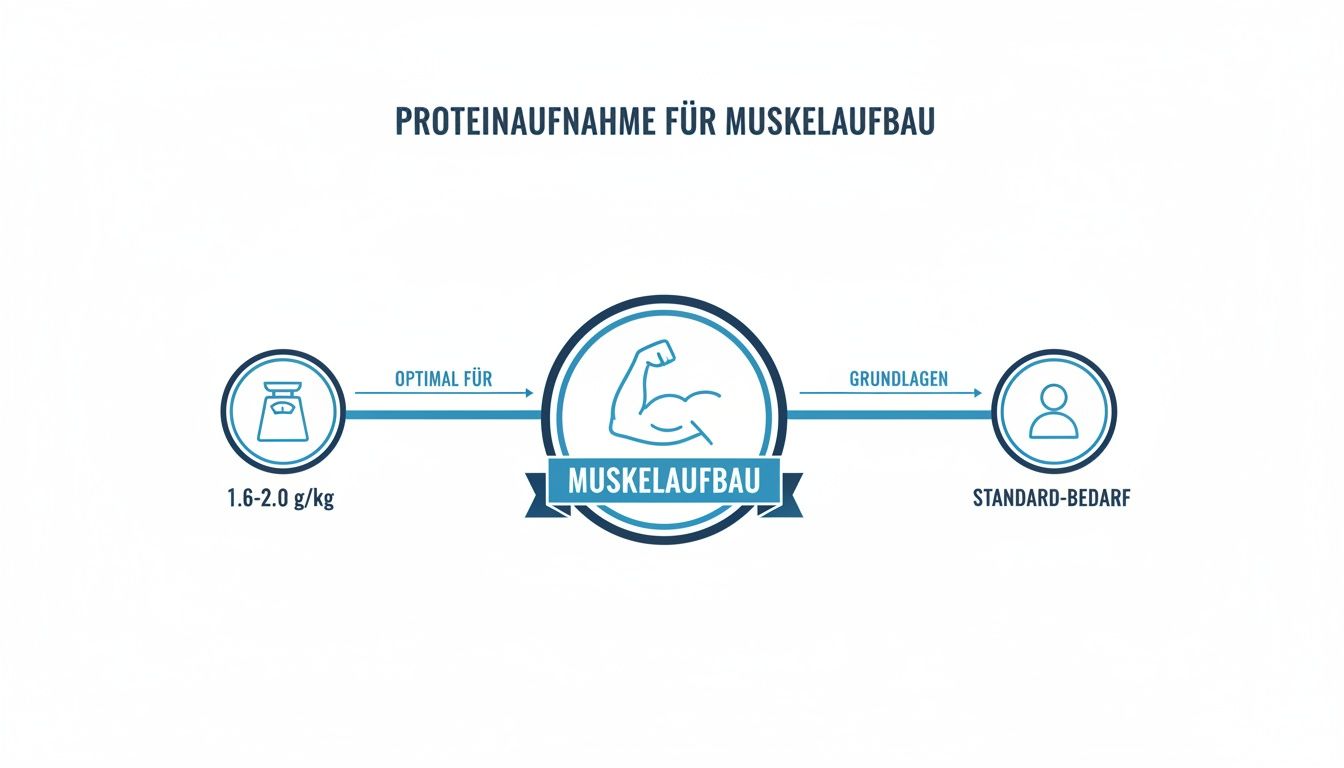 Infografik zeigt die optimale Proteinaufnahme von 1.6-2.0 g/kg für den Muskelaufbau im Vergleich zum Standardbedarf.