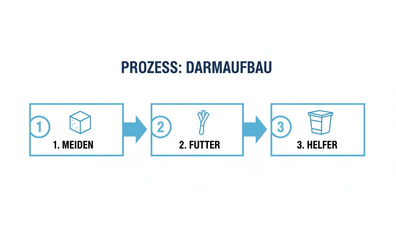 Infografik: Dreistufiger Prozess zum Darmaufbau mit den Schritten Meiden, Futter und Helfer.