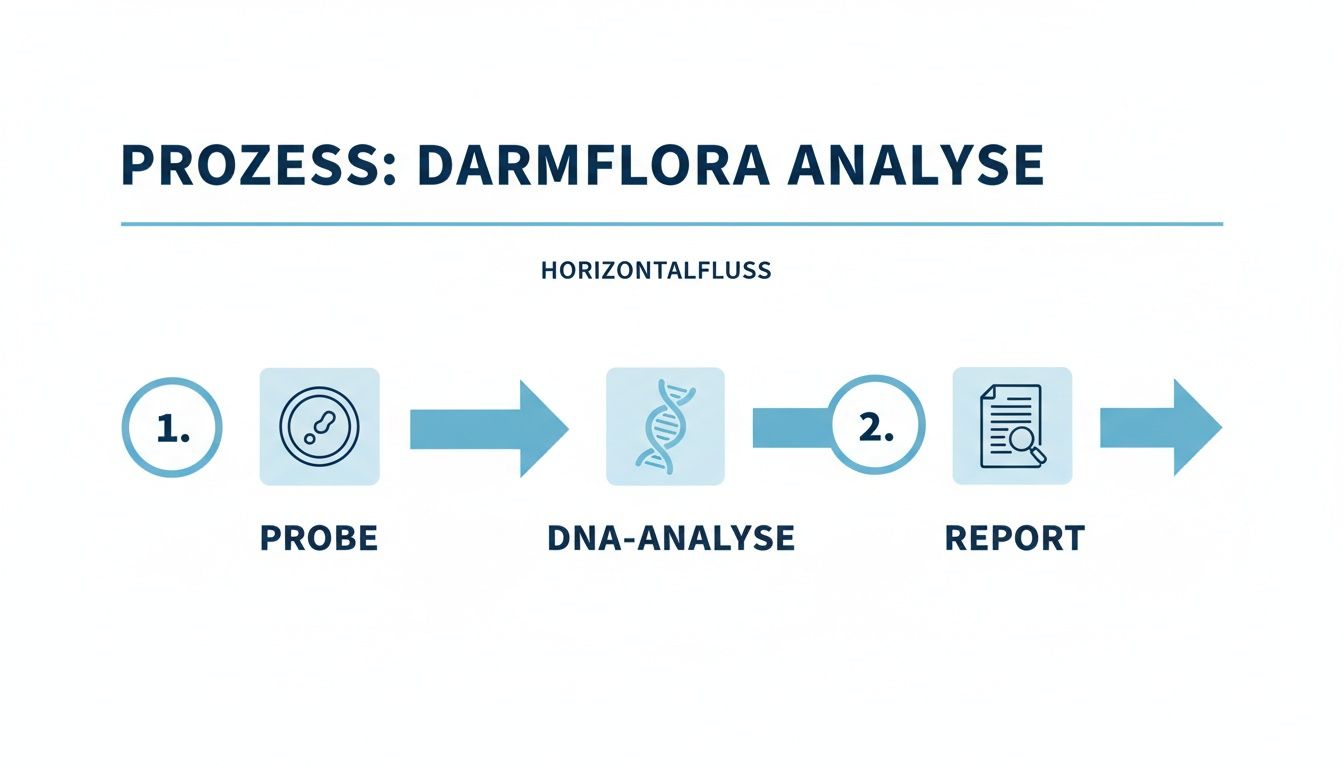 Flussdiagramm zum Prozess der Darmflora-Analyse: Probeentnahme, DNA-Analyse und abschließender Ergebnisbericht.