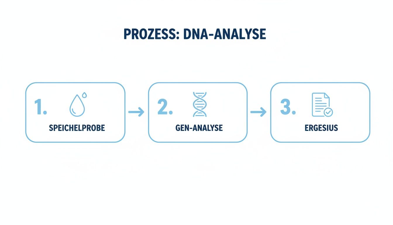 This image shows the three-stage process of a DNA analysis: saliva sample, gene analysis, and results.