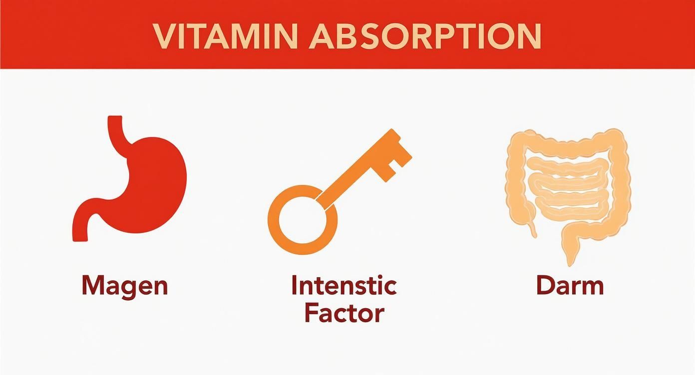 Infografik, die den dreistufigen Prozess der Vitamin-B12-Aufnahme im Körper zeigt: Magen, Intrinsic Factor und Darm.