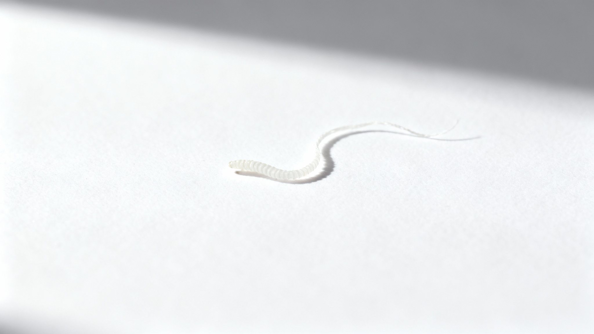 Nahaufnahme eines kleinen, weißen, segmentierten, wurmartigen Objekts auf weißem Hintergrund mit Schatten.