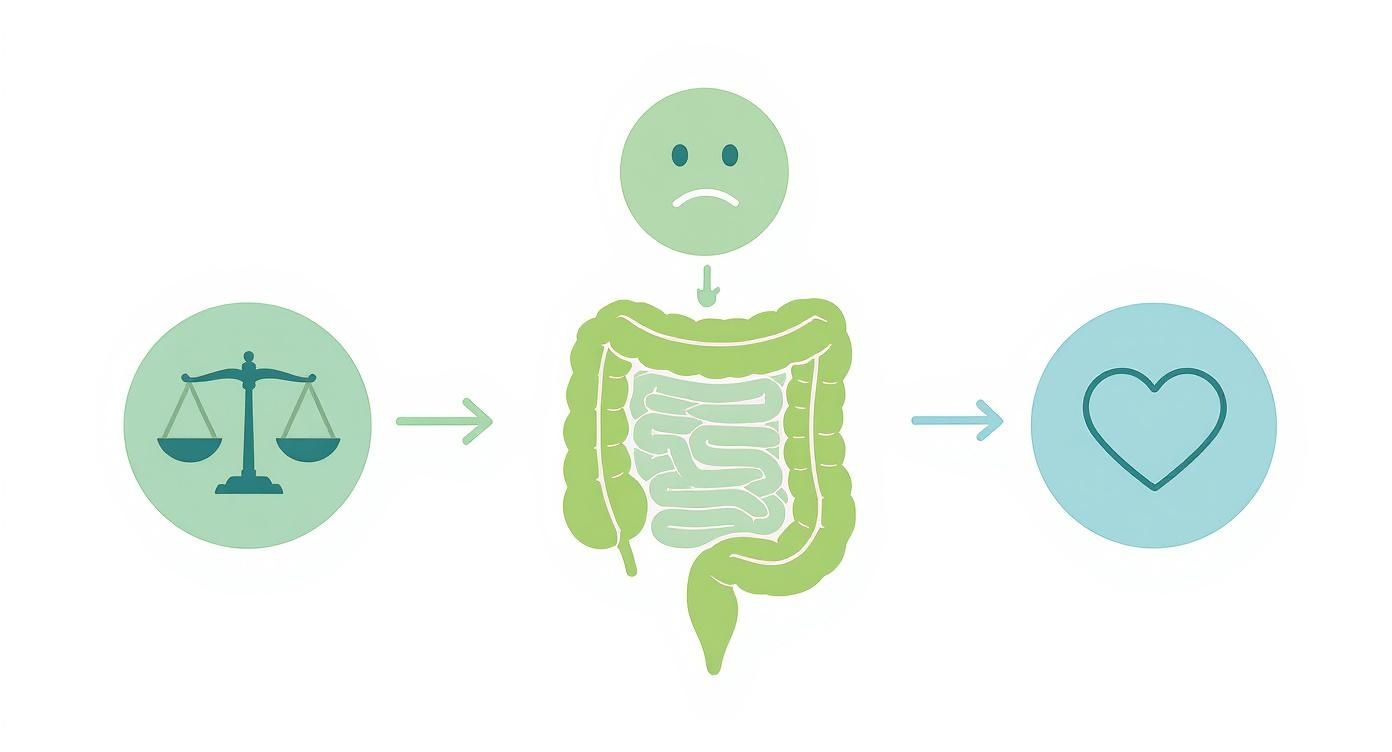 Infografik über die Darmflora mit Symbolen für Gleichgewicht, Dysbiose und Gesundheit