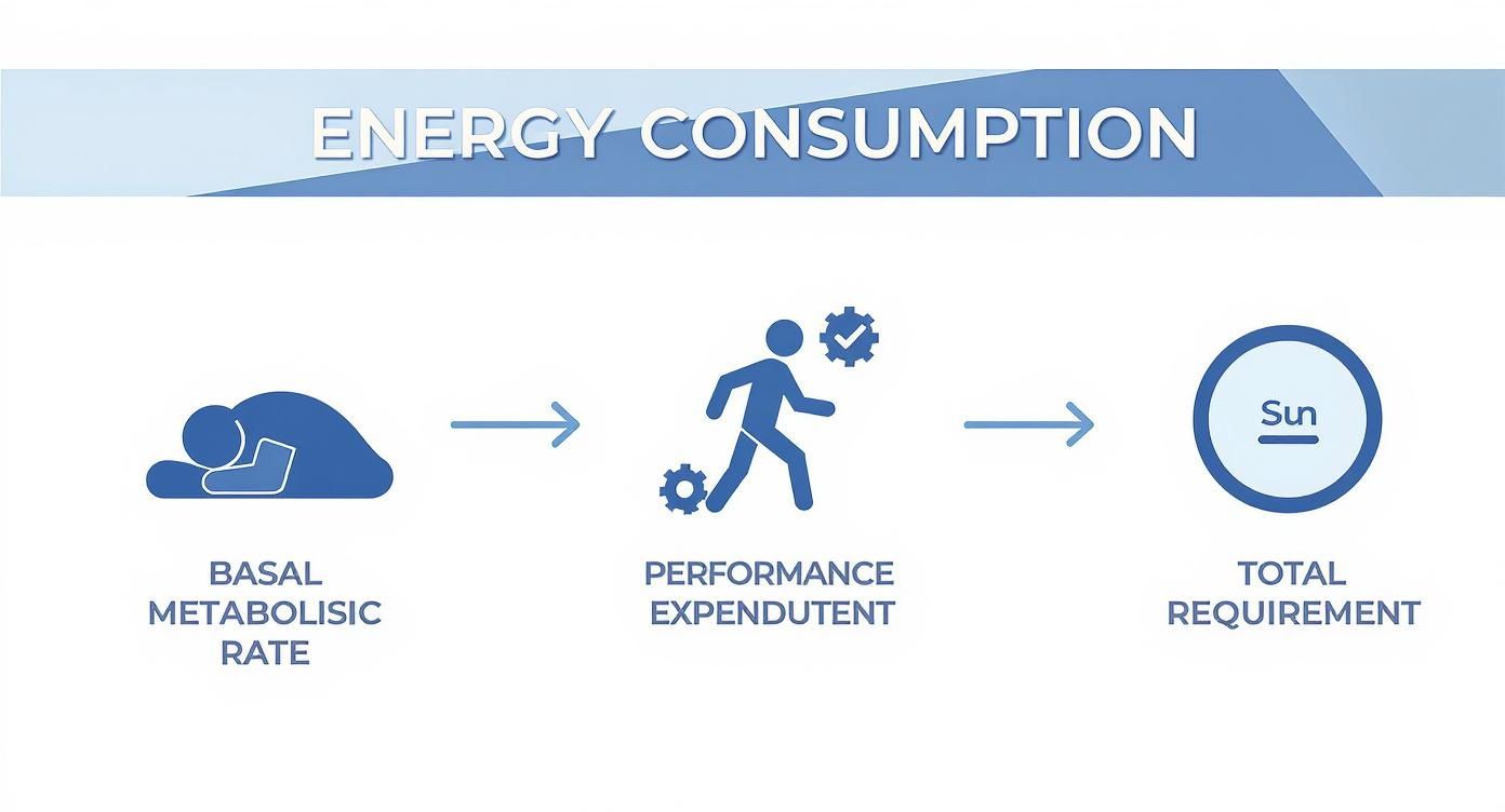 Infographic about wieviel kalorien am tag um abzunehmen rechner
