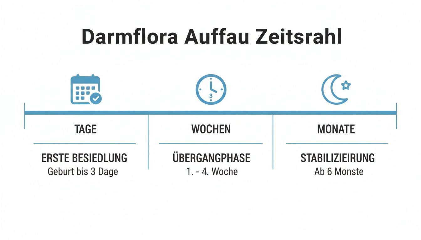 Ein Zeitstrahl zeigt die Entwicklung der Darmflora bei Babys: Erste Besiedlung nach Geburt, Übergangsphase in Wochen und Stabilisierung über Monate.