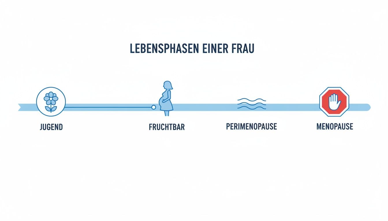 Eine Zeitleiste zeigt die Lebensphasen einer Frau: Jugend, fruchtbar, Perimenopause und Menopause.