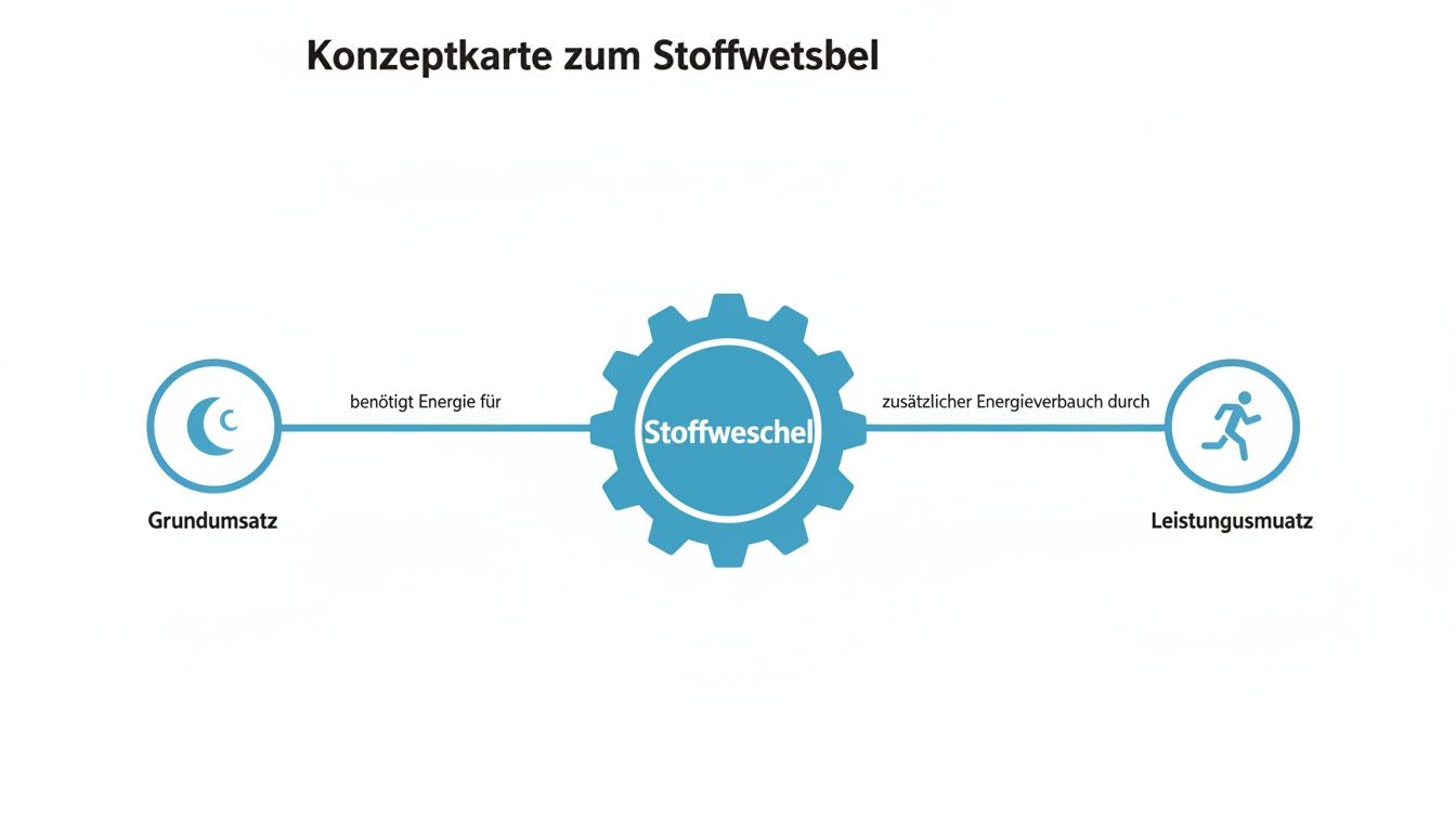 Konzeptkarte zum Stoffwechsel: Grundumsatz benötigt Energie, Leistungsumsatz resultiert aus zusätzlichem Energieverbrauch.